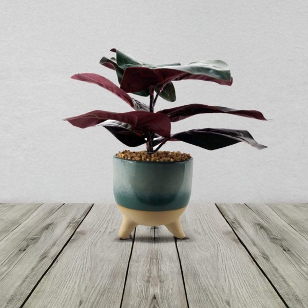 Ficus plant